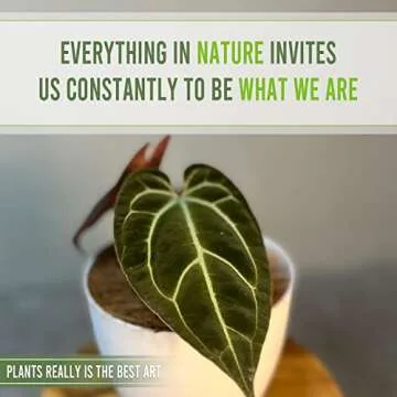 Anthurium Besseae by LEAL PLANTS ECUADOR Live Plants| Green Live House Plant for Indoors|Rare and Exotic Indoor Plants for Living Room|Anthuriums Live Plants |Besseae Heart Plant