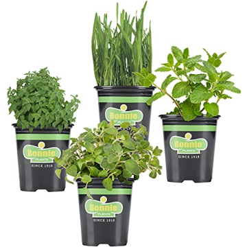 Bonnie Plants Pet Friendly Garden Plants (4-Pack), Live Plants, Cat & Dog Friendly Herbs, Catnip, Pe...