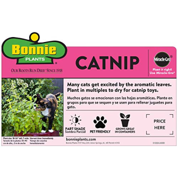Bonnie Plants Pet Friendly 4-Pack Catnip and Herbs