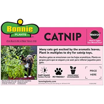 Bonnie Plants Pet Friendly 4-Pack Catnip and Herbs