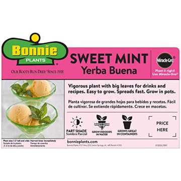 Bonnie Plants Pet Friendly 4-Pack Catnip and Herbs