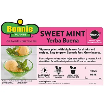 Bonnie Plants Pet Friendly 4-Pack Catnip and Herbs