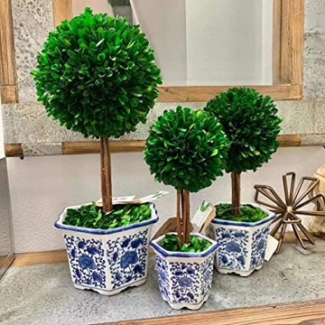 Galt International Preserved Boxwood Topiary - Elegant Greenery