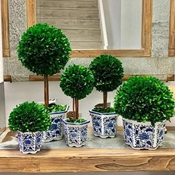 Galt International Preserved Boxwood Topiary - Elegant Greenery