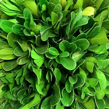 Galt International Preserved Boxwood Topiary - Elegant Greenery