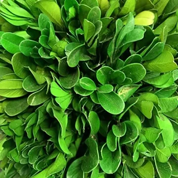 Galt International Preserved Boxwood Topiary - Elegant Greenery