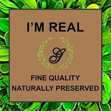 Galt International Preserved Boxwood Topiary - Elegant Greenery