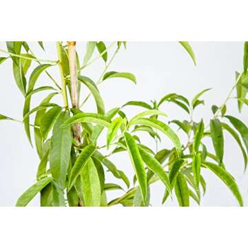 FLORDACREST Peach Tree - Size: 4-5 ft, Live Plant, Includes Special Blend Fertilizer & Planting Guide