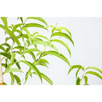 FLORDACREST Peach Tree - Size: 4-5 ft, Live Plant, Includes Special Blend Fertilizer & Planting Guide