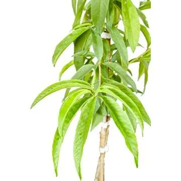 FLORDACREST Peach Tree - Size: 4-5 ft, Live Plant, Includes Special Blend Fertilizer & Planting Guide