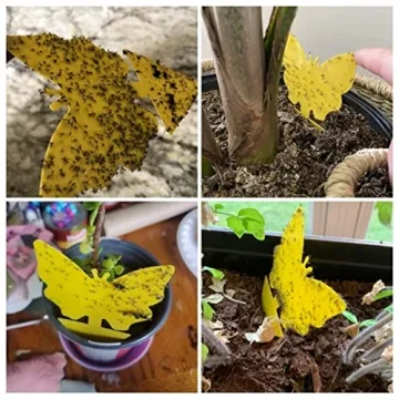 40 Pack Yellow Fungus Gnat Traps for Indoor Plants