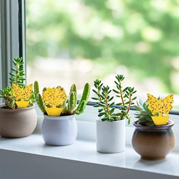 40 Pack Yellow Fungus Gnat Traps for Indoor Plants
