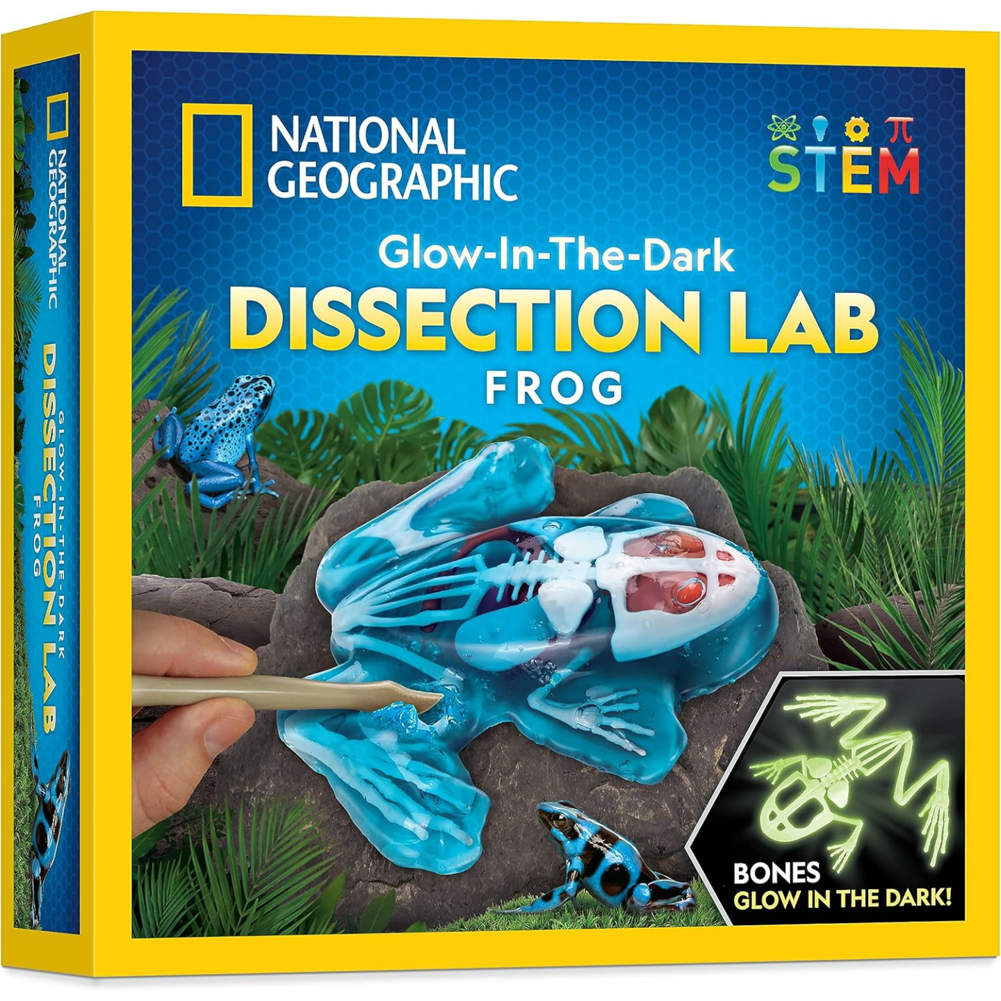 Glow in the Dark Frog Dissection Kit for Kids