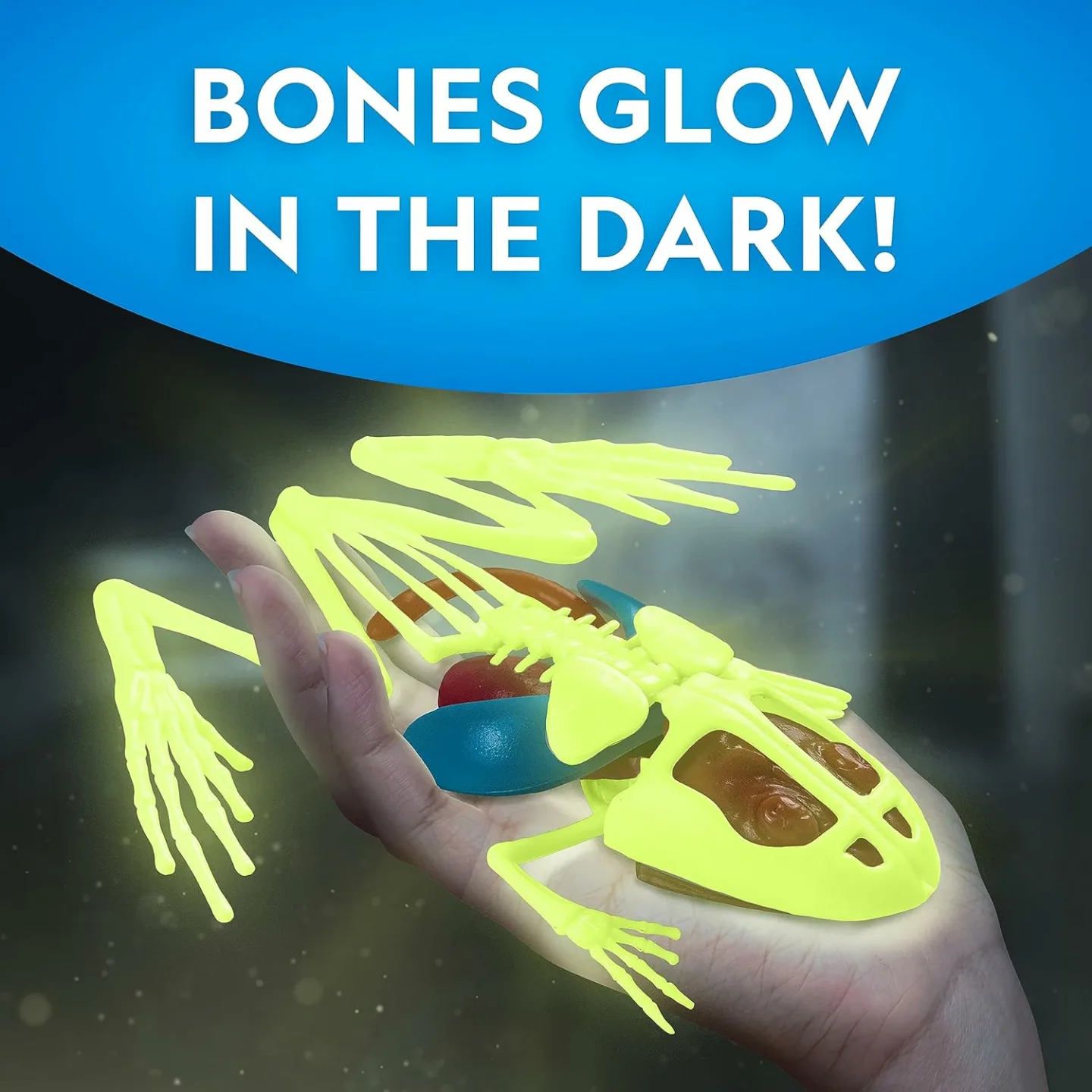 Glow in the Dark Frog Dissection Kit for Kids