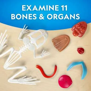 Glow in the Dark Frog Dissection Kit for Kids