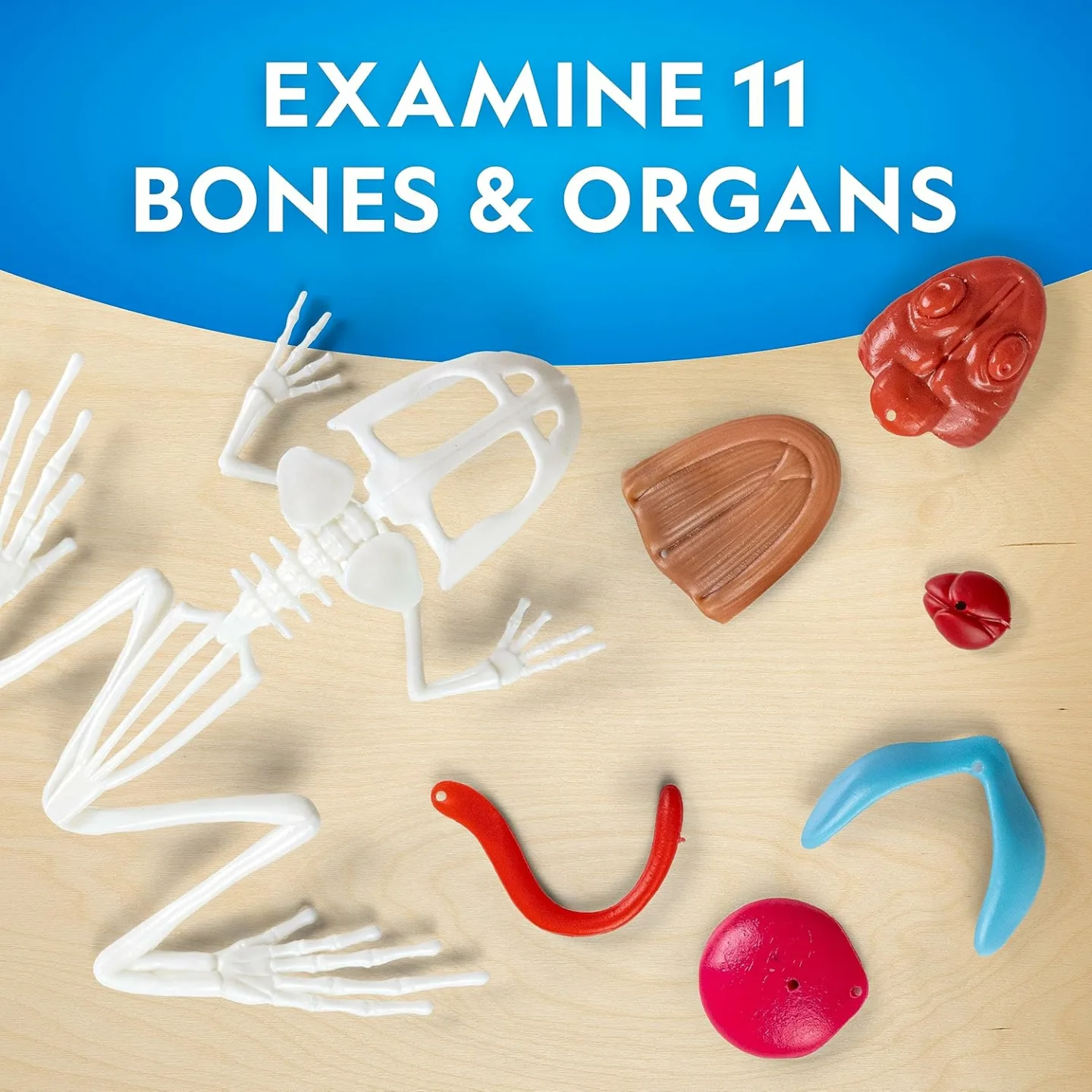 Glow in the Dark Frog Dissection Kit for Kids