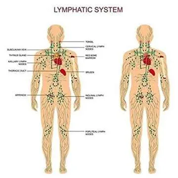 3 Pack Ginger Lymphatic Drainage Massage Oil,Promote Blood Circulation Metabolism SPA Gifts for Women Massage Oil.（90Ml）