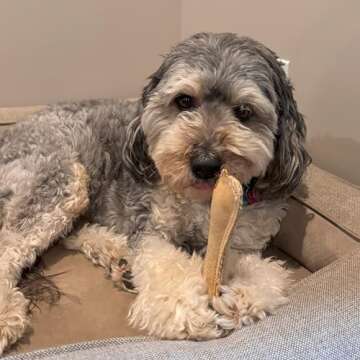 Durable Squeaky Dog Toy - SPOT Leather Bone, 7in