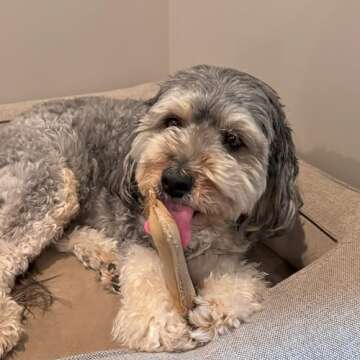 Durable Squeaky Dog Toy - SPOT Leather Bone, 7in