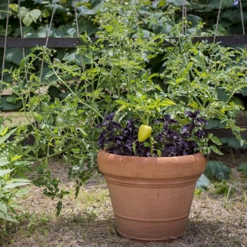 Crescent Garden Brunello Planter - 20-Inch Weathered Terracotta