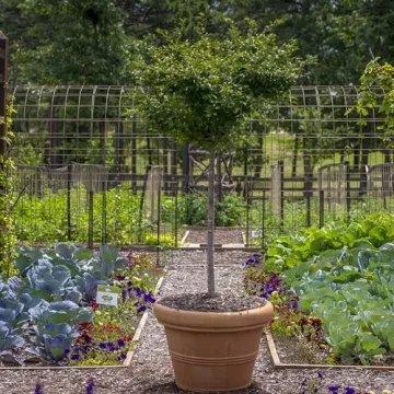 Crescent Garden Brunello Planter - 20-Inch Weathered Terracotta