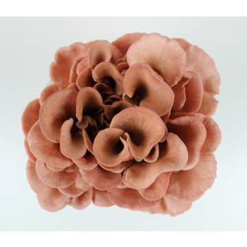 Gourmet Mushroom Grow Kit - Forest Origins Trio Pack - 10 Days