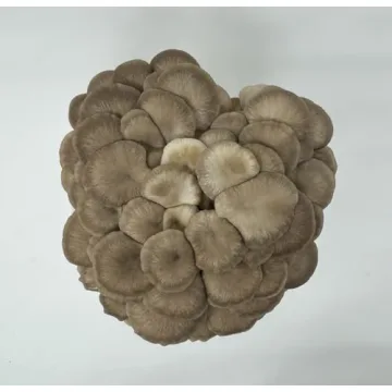 Gourmet Mushroom Grow Kit - Forest Origins Trio Pack - 10 Days