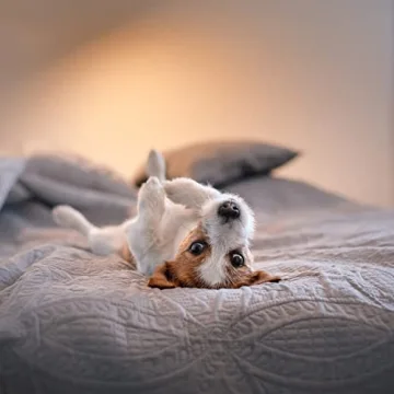 Mellanni King Bedspread - Ultra Soft Oversized Quilt