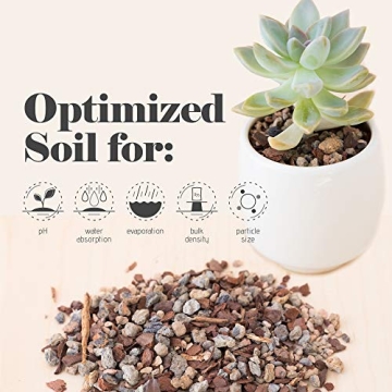 Bonsai Jack Succulent & Cactus Soil - Fast Drainage 2 Quarts