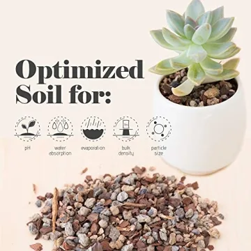 Bonsai Jack Succulent & Cactus Soil - Fast Drainage 2 Quarts