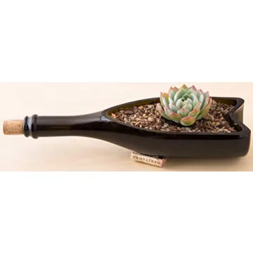 Bonsai Jack Succulent & Cactus Soil - Fast Drainage 2 Quarts