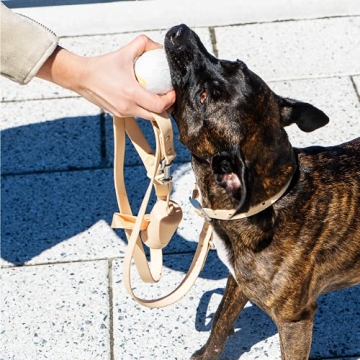 Wild One Adjustable Dog Leash with Poop Bag Carrier Set