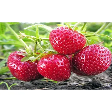 Hand Picked Nursery Albion Everbearing 25 Live Strawberry Plants - Free Plant Boost Included - Non G...