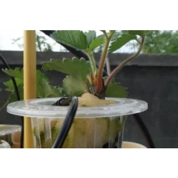 Albion Everbearing Strawberry Plants 25 Live - Non GMO