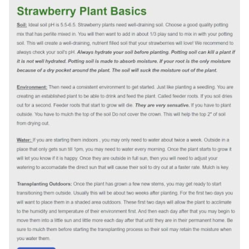 Albion Everbearing Strawberry Plants 25 Live - Non GMO