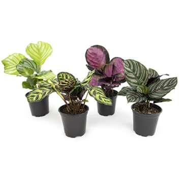 Calathea Prayer Plants Live House Plants Kit (4 Pack) - Stunning Indoor Greenery