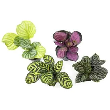 Calathea Prayer Plants Live Indoor Plants Kit (4 PK)
