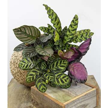Calathea Prayer Plants Live Indoor Plants Kit (4 PK)