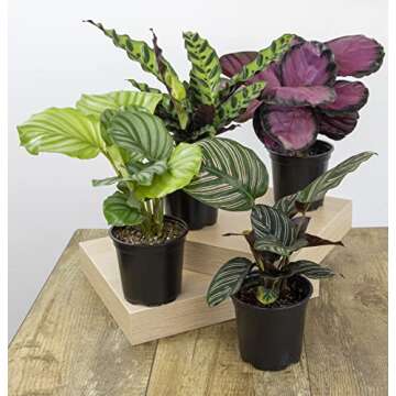 Calathea Prayer Plants Live Indoor Plants Kit (4 PK)