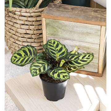 Calathea Prayer Plants Live Indoor Plants Kit (4 PK)