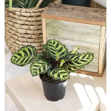 Calathea Prayer Plants Live Indoor Plants Kit (4 PK)