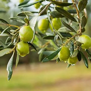 Nature’s Answer Olive Leaf Extract - Alcohol-Free Wellness Tincture