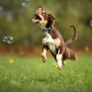 Bubbletastic Peanut Butter Scented Dog Bubbles 8 Ounce Bottle, Non Toxic, Tear Free