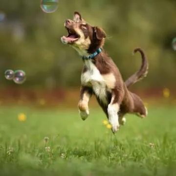 Bubbletastic Peanut Butter Scented Dog Bubbles 8 Ounce Bottle, Non Toxic, Tear Free