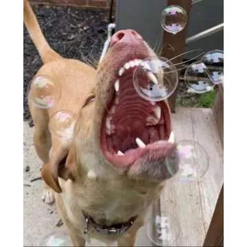 Bubbletastic Peanut Butter Scented Dog Bubbles 8 Ounce Bottle, Non Toxic, Tear Free