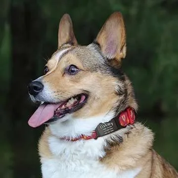Anavia Silent Pet ID Tags - Custom Engravable, Stylish