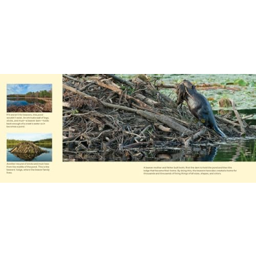Engaging Children's Book on Beavers and Ecology