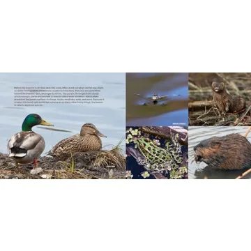 Engaging Children's Book on Beavers and Ecology