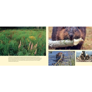 Engaging Children's Book on Beavers and Ecology