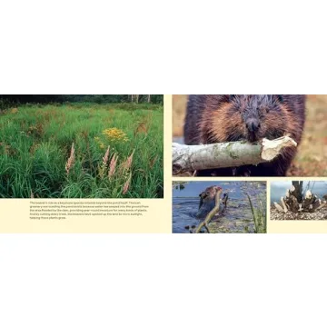 Engaging Children's Book on Beavers and Ecology